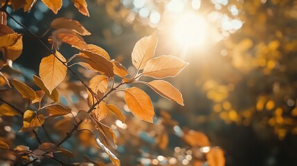 Poster - Warm Autumn Leaves with Soft Sunlight Background