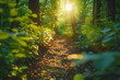 © studio - Forest Path Sunbeams Illustration