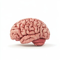 High-quality 3D illustration of a human brain with realistic texture and details, displayed on a clean white background. Ideal for use in medical presentations, neuroscience research, 