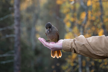 Wall Mural - Siberian jay sits on hand. Person feeding bird in Finland