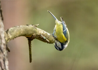 Wall Mural - Cute little blue tit foraging around a tree branch looking for insects with natural background