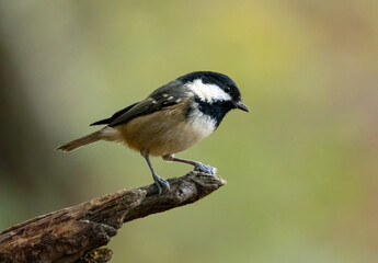 Wall Mural - Small brown bird, the coal tit, perched on a branch in the woodland with natural green background 