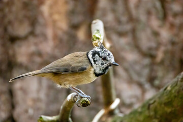 Wall Mural - Rare scottish Highland bird, the crested tit, in the woodland