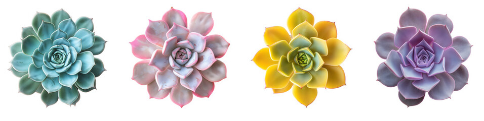 Collection set of Echeveria Succulent on transparent and white background, cut out png