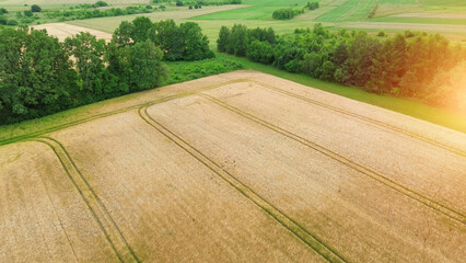 Golden wheat field divided by tracks, creating stunning summer landscape