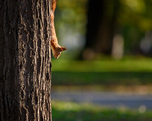 Squirrel climbing a tree with autumn leaves foliage