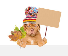 Poster - Sad Mastiff puppy wearing warm hat with pompon  holds dry colorful leaves, looks above empty banner and shows blank placard. isolated on white background