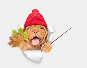 Poster - Happy puppy wearing warm hat holds dry leaves, looks through the hole in white paper and points away on empty space