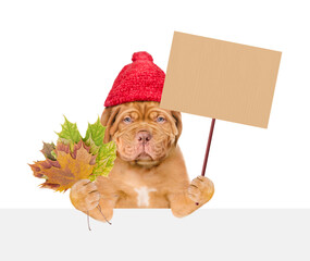 Poster - Unhappy puppy wearing warm hat with pompon  holds dry colorful leaves, looks above empty banner and shows blank placard. isolated on white background