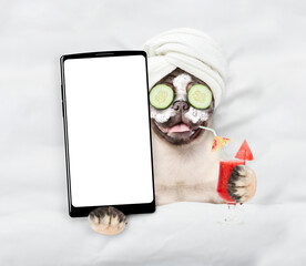 Leinwandbilder - Happy Pug puppy with towel on it head, with a pieces of cucumber on it eyes and with cream on face, relaxing on the bed at home and showing big smartphone with white screen in it paw. Top down view