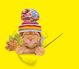 Aufkleber - Happy puppy wearing warm hat holds dry leaves, looks through the hole in yellow paper and points away on empty space
