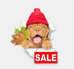 Poster - Happy puppy wearing warm knitted hat with pompon holds dry leaves and shows signboard with labeled 