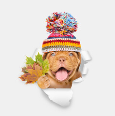 Poster - Happy puppy wearing red warm hat holds dry leaves and looks through the hole in white paper