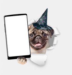 Poster - Funny Pug puppy wearing  hat for halloween holds big smartphone with white blank screen in it paw, showing close to camera through torn white paper hole. Empty free space for mock up, banner