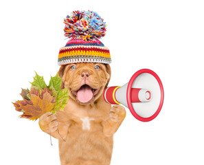 Poster - Happy Mastiff puppy wearing warm knitted hat with pompon holds dry leaves and barking into the megaphone. Isolated on white background