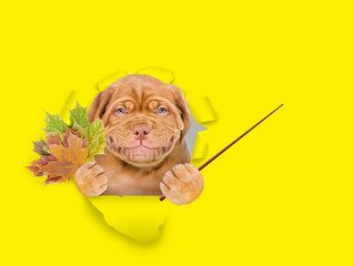Poster - Smile Mastiff puppy holds dry leaves, looks through the hole in yellow paper and points away on empty space