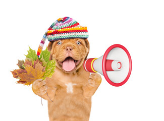 Poster - Happy Mastiff puppy wearing warm hat holds dry leaves and barking into the megaphone. Isolated on white background