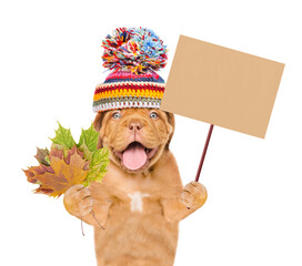 Poster - Funny puppy  wearing a warm hat with pompon holds dry colorful leaves and shows blank placard. isolated on white background