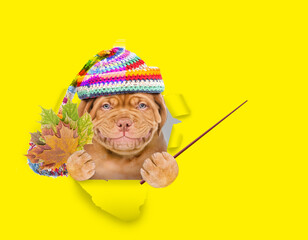 Poster - Happy puppy wearing red warm hat holds dry leaves, looks through the hole in white paper and points away on empty space