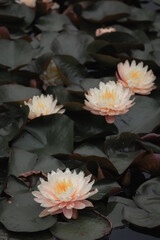 Bright white water lily close up. White lotus on blue background. Delicate flower in the pond. Tropical floral natural wallpaper. Aquatic plant. Macrophotography