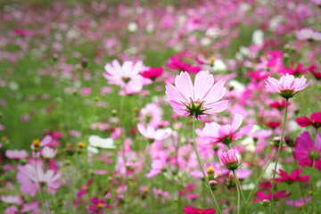 Wall Mural - cosmos field nature background