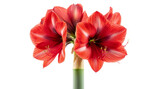 Red Amaryllis Flower 