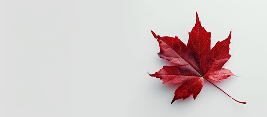 A vibrant red maple leaf set against a clean white background with copy space image