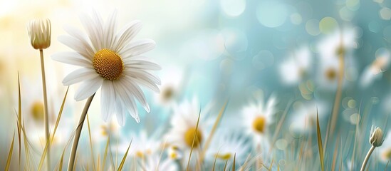 Wild white daisy in a meadow with copy space image