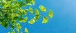© StockKing - Bright green new leaves on a ginkgo tree create a vibrant image against a blue sky Selective close up view highlights the fresh nature theme with copy space image