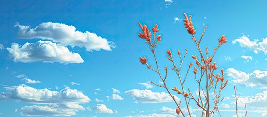 An ocotillo plant with new spring buds against a background of fluffy cumulus clouds and a clear blue sky creating a picturesque scene with copy space image