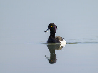 Poster - A male tufted duck swimming on a lake