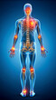 © tanin - 3d rendered illustration of a shoulder