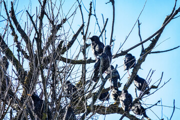 A flock of migratory starlings rests and sings in the crown of old English elm. During the spring migration, males sing on their way home