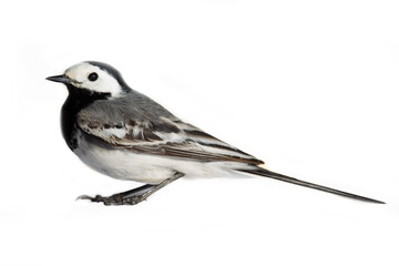 european birds. shooting white wagtails, pied wagtail (motacilla alba male in breeding plumage) on a