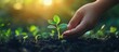 © GoDress - A hand gently touches a small green sprout growing out of the rich dark soil, surrounded by other seedlings in the warm afternoon sun.