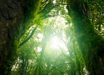 Wall Mural - looking up view of tree trunk to green leaves of tree in forest with sun light. fresh environment in