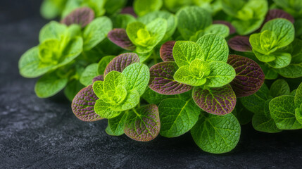 Fresh green and purple mint leaves arranged beautifully on a dark stone surface