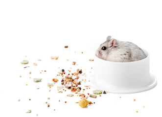 A curious hamster peeking out from its food bowl on a white background