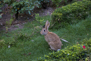 Rabbit in Campo Grande park, Valladolid, Castilla y Leon, Spain