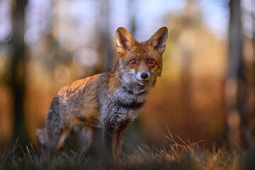 Wall Mural - autumn nature. cute red fox, vulpes vulpes in fall forest. beautiful animal in habitat. wildlife sce