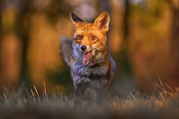 Wall Mural - autumn nature. cute red fox, vulpes vulpes in fall forest. beautiful animal in habitat. wildlife sce