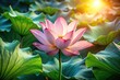 © yuwaree - Low angle top down perspective of a single lotus flower in full bloom amidst large leaves highlighted by warm sunlight and delicate volumetric lighting