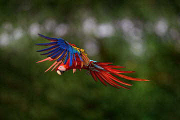 Nature Colombia. Big red Scarlet Macaws, Ara macao, two birds sitting on the palm leave, Colombia. Wildlife love scene from tropical forest. Two beautiful parrots on tree branch in habitat.