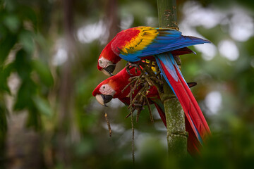 nature colombia. pair of big scarlet macaws, ara macao, two birds sitting on the palm leave, colombi