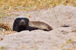 © ondrejprosicky - Honey badger hideden in the nest hole. Honey badger, Mellivora capensis, also known as the ratel, in the green grass. Black and grey badger from Okavango delta, Botswana in Africa. Wildlife nature.
