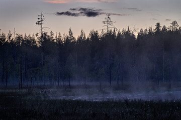 Wall Mural - find the fox in the nigth. dark taiga with fog near the lake, finland, europe.
