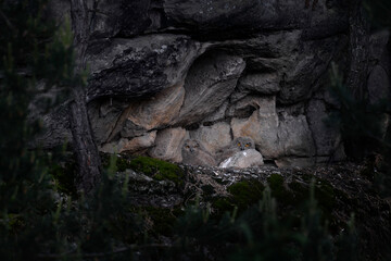 Owl nest on the rock ledge. Wildlife scene from wild nature. Big Eurasian Eagle Owl, Bubo bubo, two young chick in rock with green moss. Stone forest with owl. Owl neseting behaviour, Czech Republic.