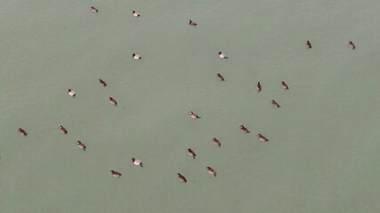 Wall Mural - Ducks swimming and flying in large groups on a lake in winter. Calm and clear water surface. Waterfowl, drone video shooting. Lake Egirdir, Isparta,Turkey 