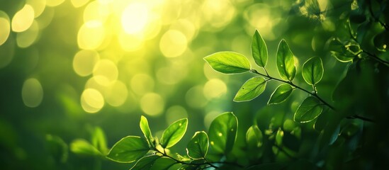 Wall Mural - Lush green foliage with sunlight shining through the leaves.