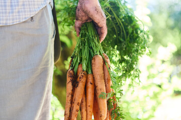 Freshly harvested carrots from a garden held by a person with dirty hands